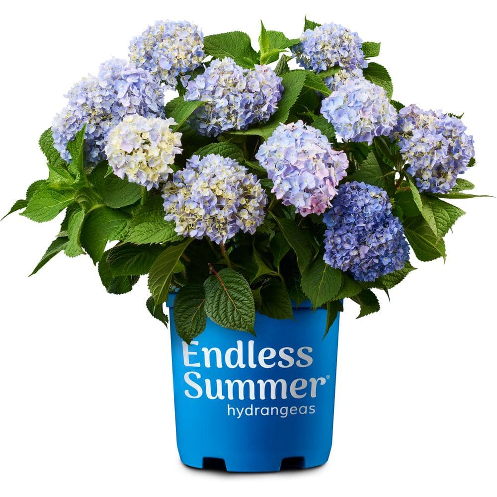 1.0 Gal. The Original Hydrangea Perennial Plant with Blue Flowers (1-Pack) - Hercitys
