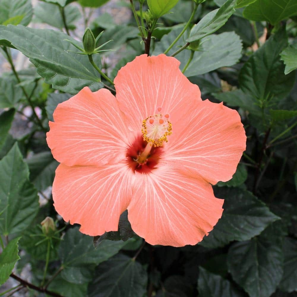 2 gal. Hibiscus Peach Braided Annual Tree Plant with Peach Flowers - Hercitys
