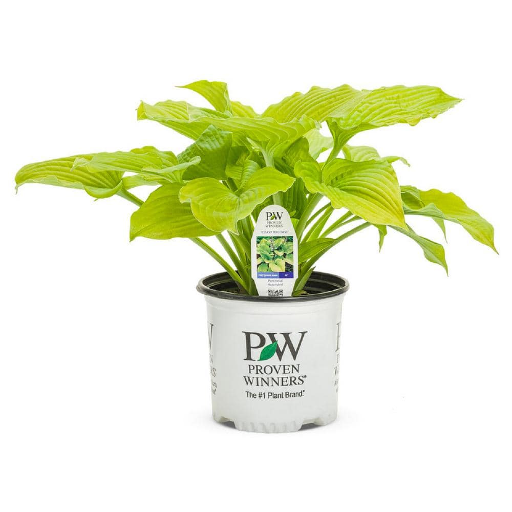1 Gal. Shadowland Coast to Coast Hosta Live Flowering Shade Perennial Plant - Hercitys