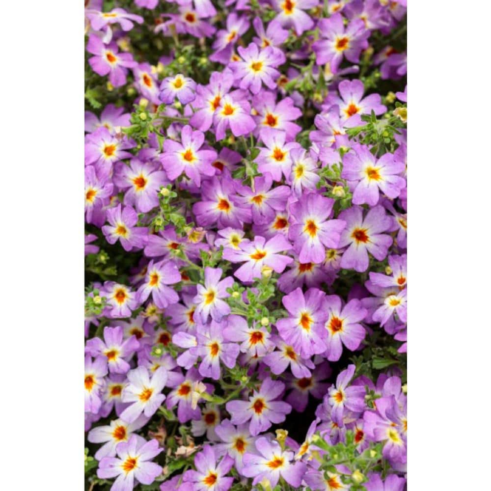 4.25 in. Eco+Grande Safari Sky (Jamesbrittenia) Live Plant, Purple Flowers (4-Pack) - Hercitys