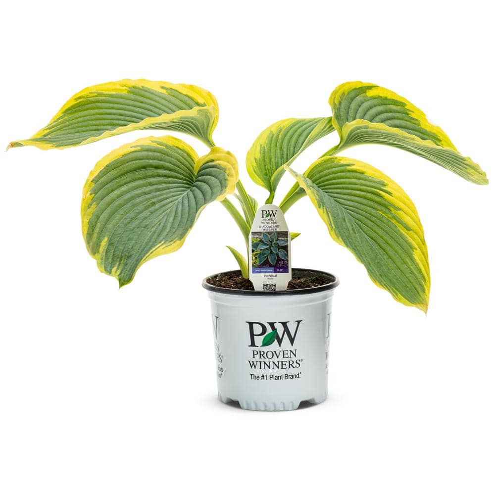 0.65 Gal. Shadowland Wu-La-La Hosta Live Plant, Blue-Green Foliage and Purple Flowers - Hercitys