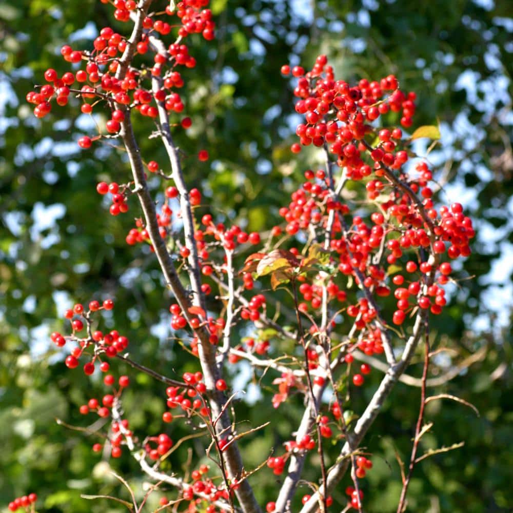 5 Gal. Summer Wonder Pink Flowering Crabapple Tree - Hercitys