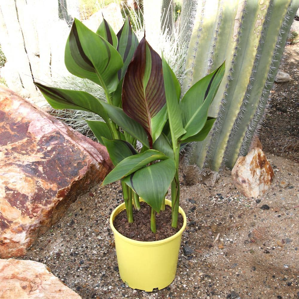4 qt. Canna Kaleidoscope Lily Garden Perennial Outdoor Plant with Multi-Colored Red Blooms in Grower Pot - Hercitys