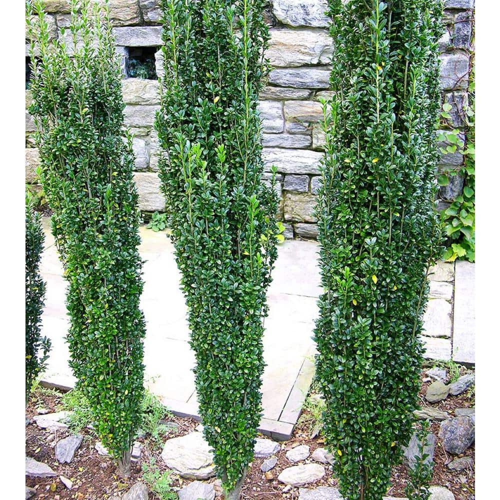 2.5 qt. Sky Pencil Japanese Holly (Ilex) Evergreen Live Plant Narrow Upright Growth Habit (1 Each) - Hercitys