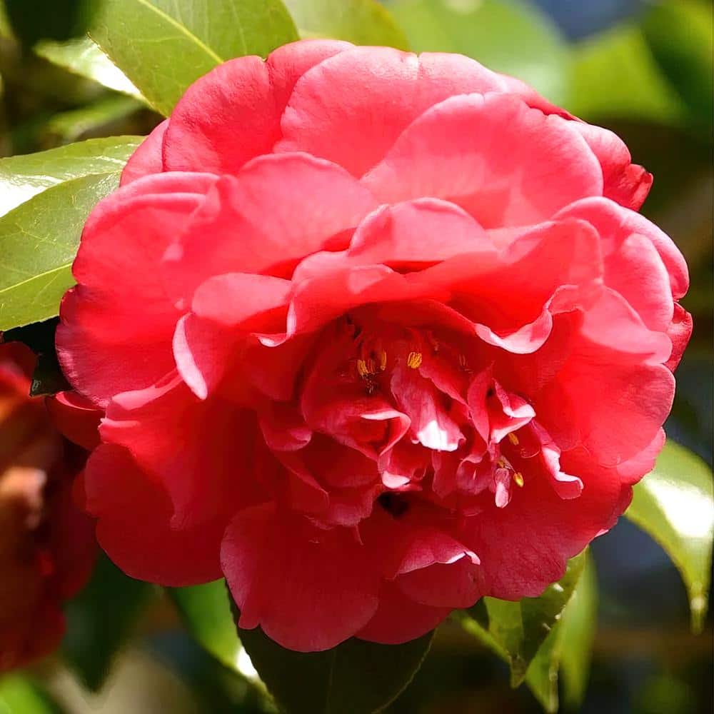 1 Gal. Camellia Red Twister Shrub with Red Flowers - Hercitys
