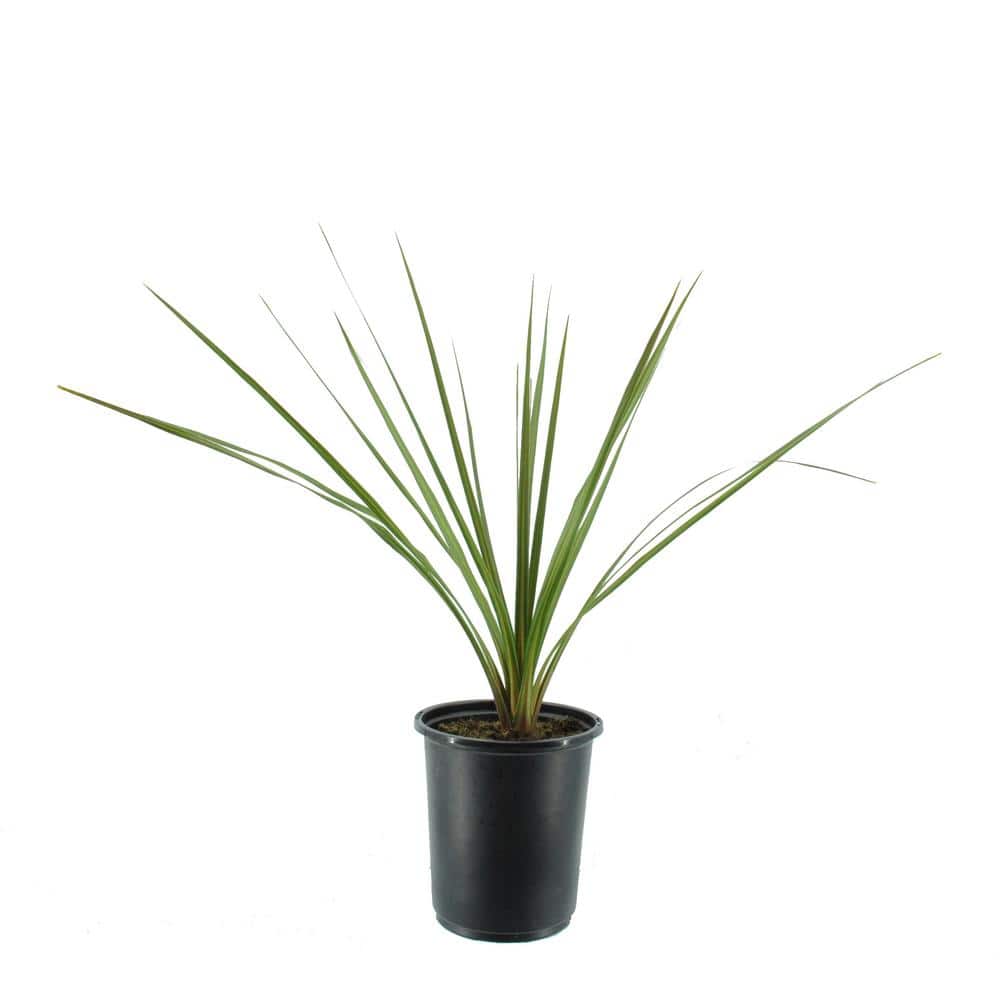 2.5 Qt. Annual Dracaena Indivisa - Hercitys