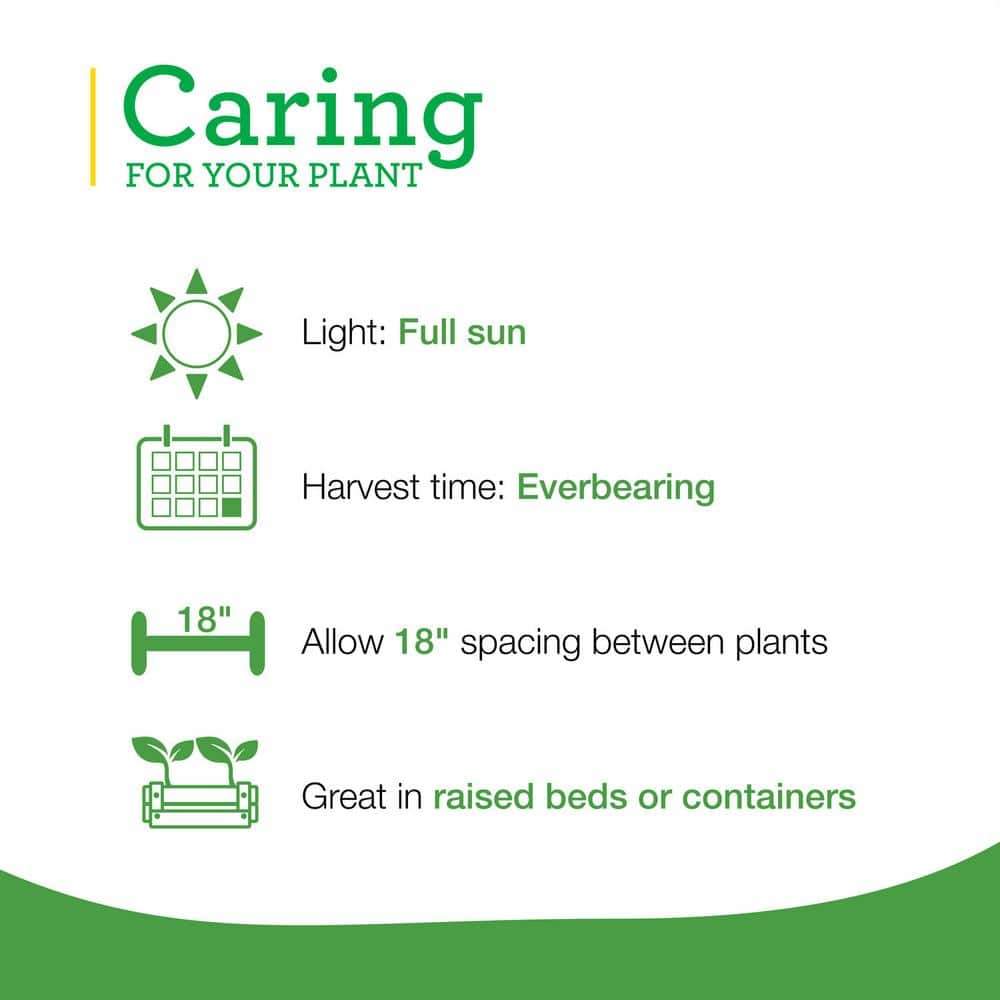 19 oz. Strawberry, Live Plant (2-Pack) - Hercitys