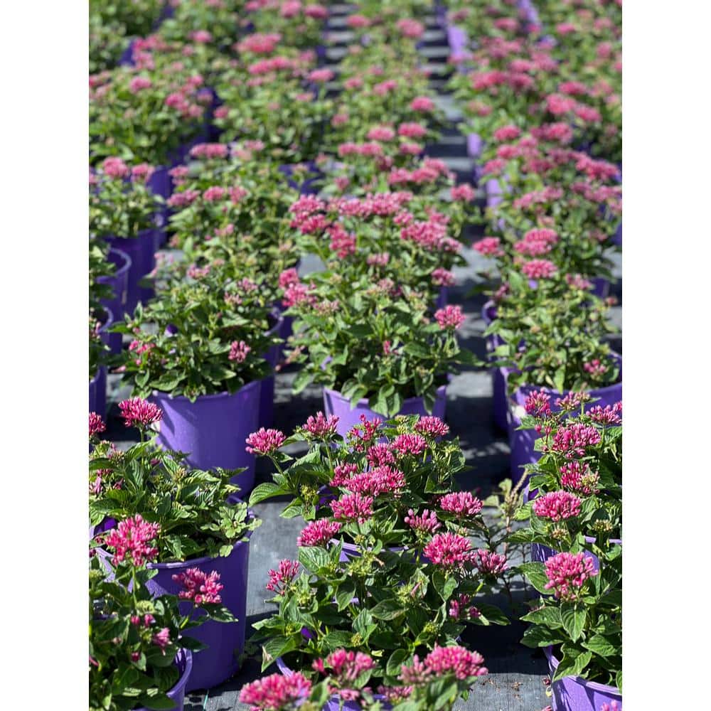 1.5 Gal. Penta Plant Violet Flower in 8.25 in. Grower’s Pot - Hercitys