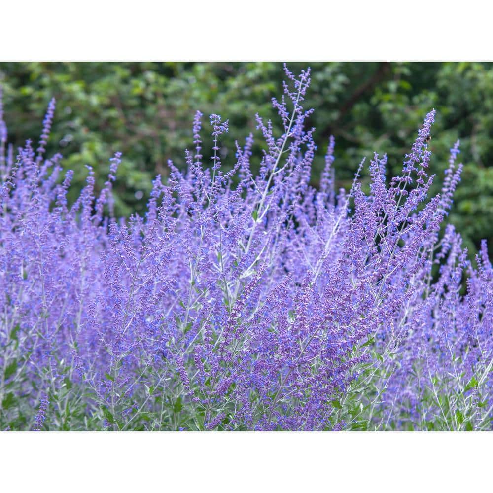 1 gal. Sage Flowering Shrub with Very Hardy Profuse Lavender Flower Spikes (2-Pack) - Hercitys