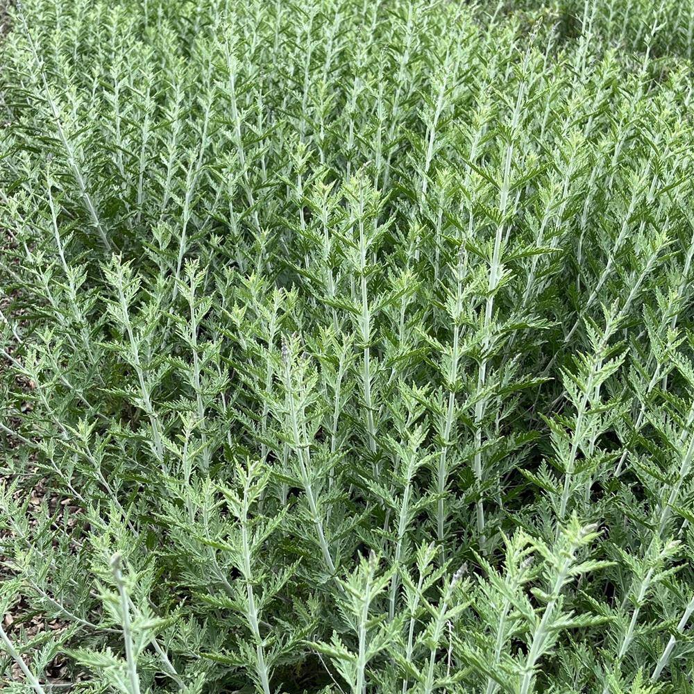 #1 container Sage Plants (4-Pack) - Hercitys