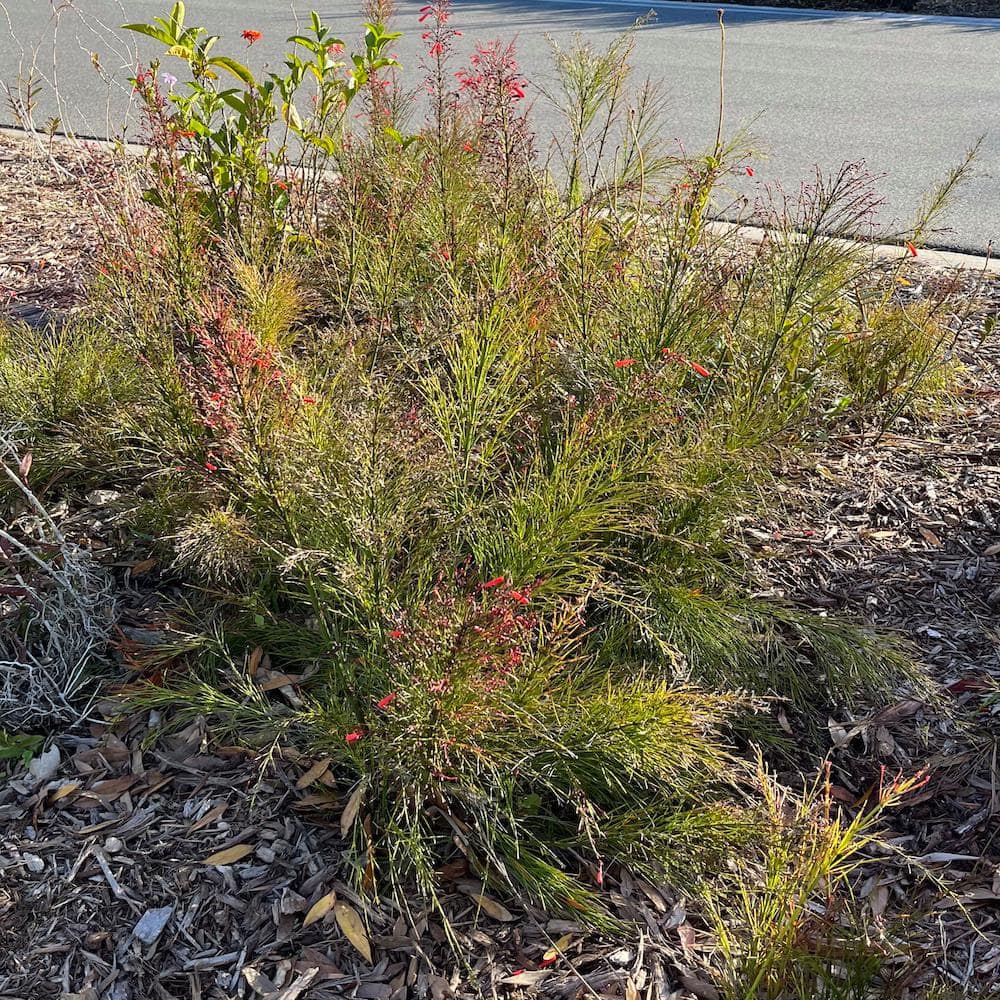 3 Gal. Firecracker Plant Flowering Shrub with Scarlet Red Flowers - Hercitys