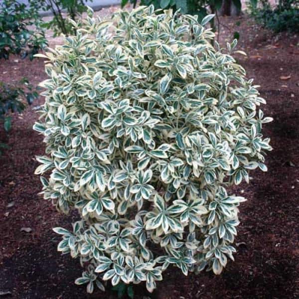 1 Gal. Silver Queen Euonymus Shrub With Silver Variegated Evergreen Foliage - Hercitys