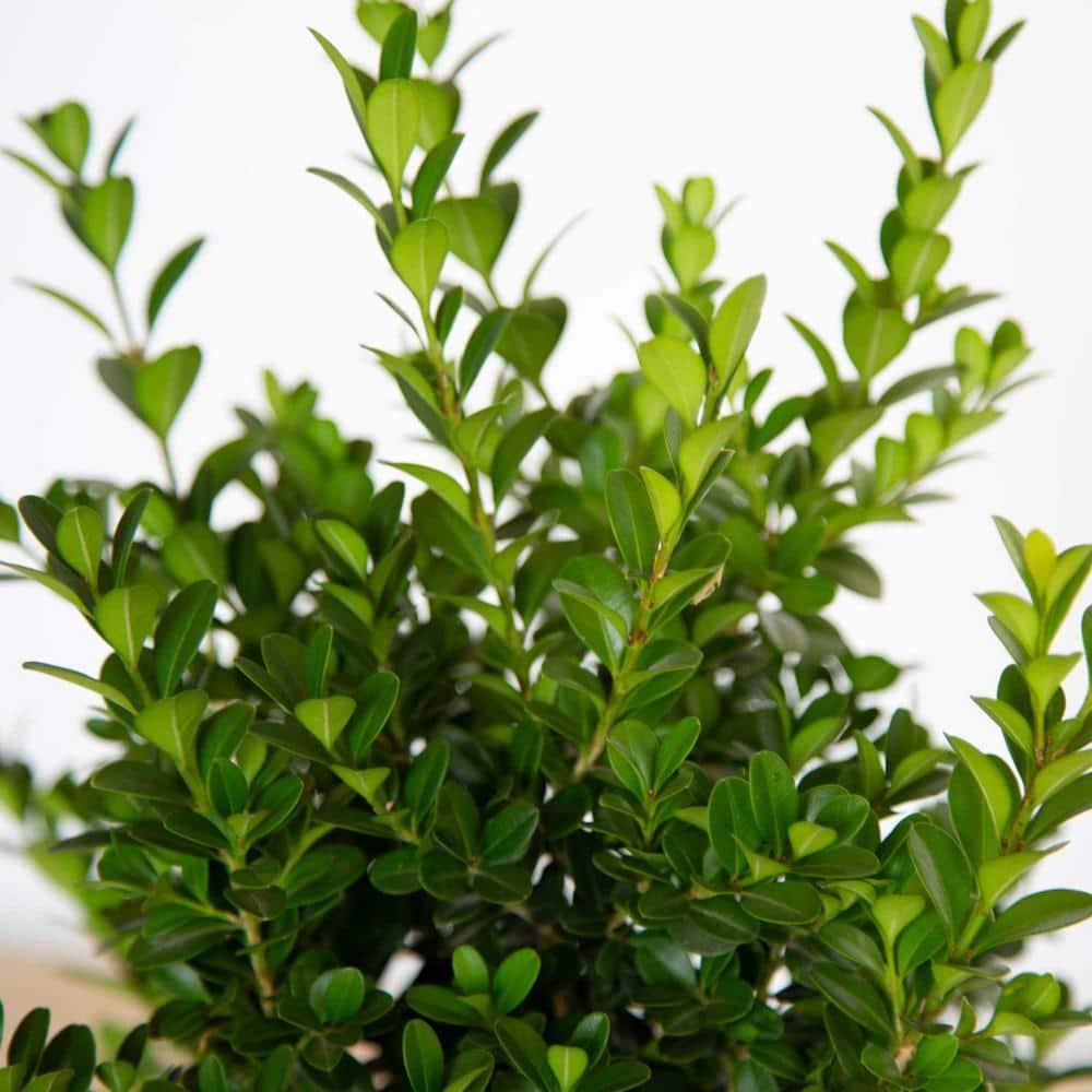 2.5 Qt. Boxwood Baby Gem, Live Shrub Plant, Glossy Green Foliage - Hercitys