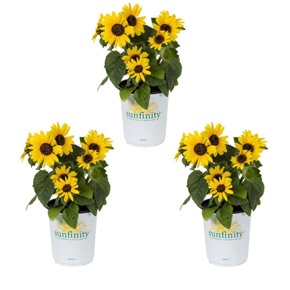 2 Qt. Sunfinity Yellow Sunflower Annual Plant (3-Pack) - Hercitys