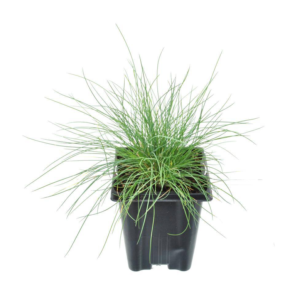 1.0 qt. Blue Grass Festuca Boulder Perennial (2-Pack) - Hercitys