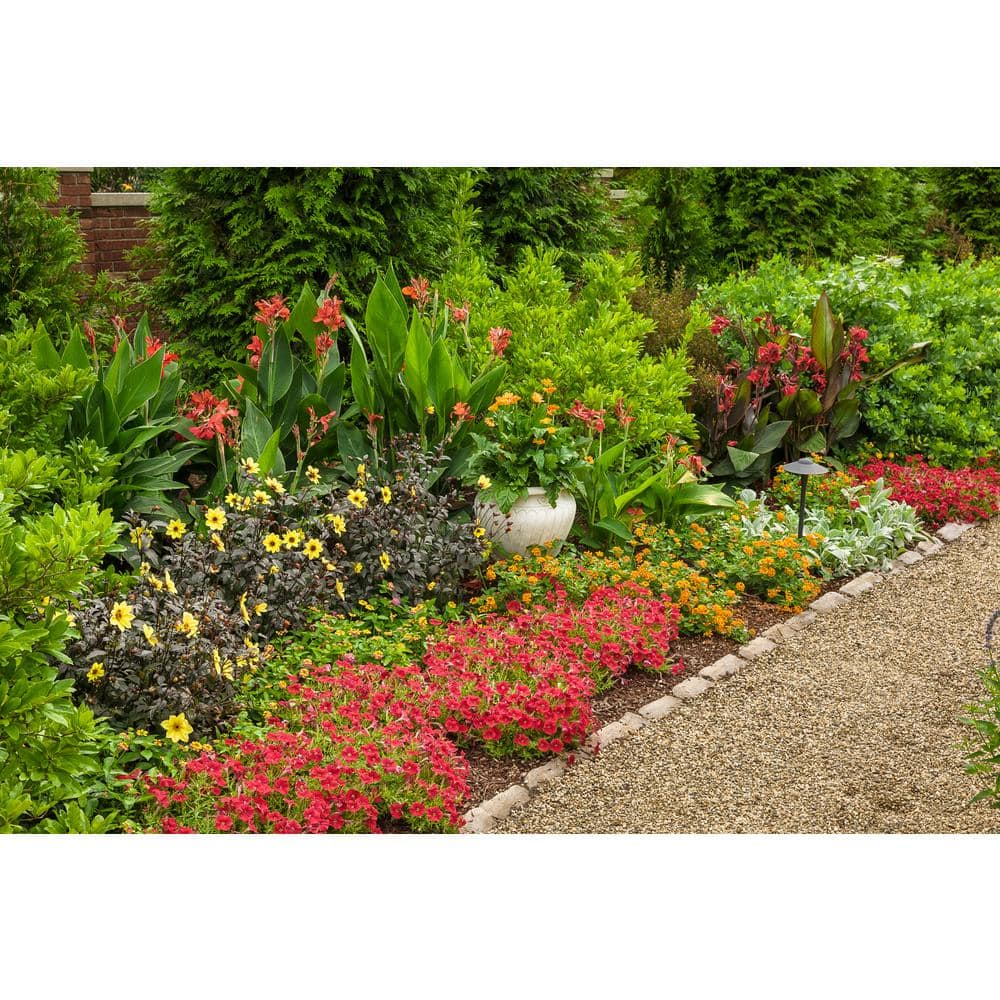 4.25 in. Really Red Supertunia (Petunia) Live Annual Plant (4-Pack) - Hercitys