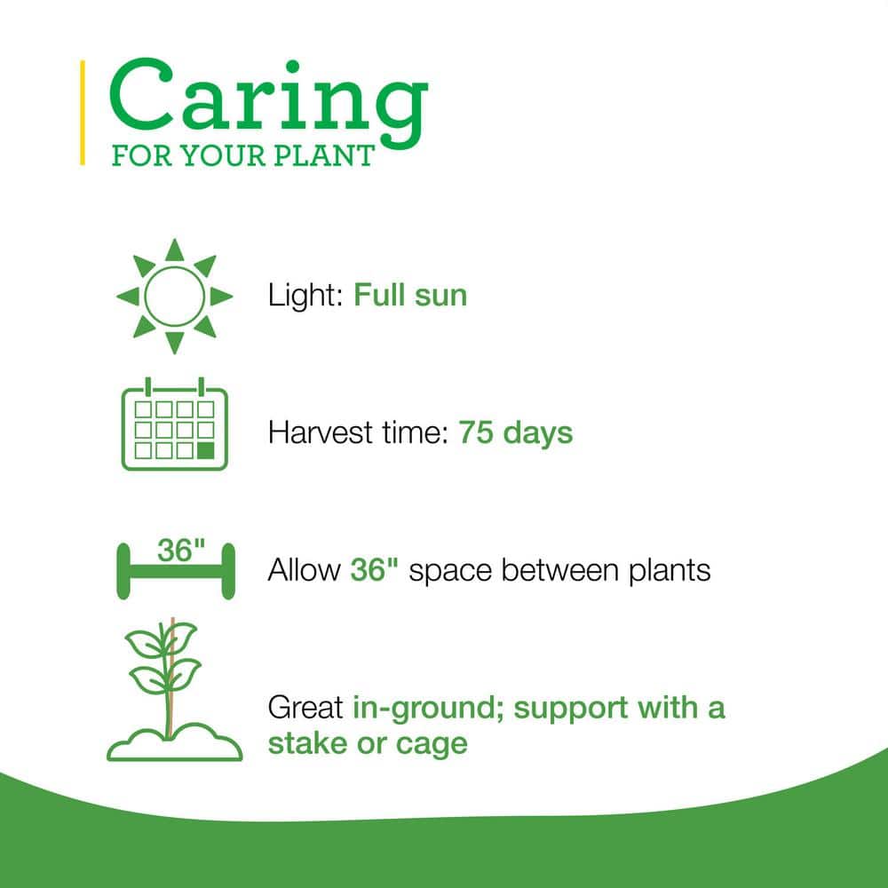 19 oz. Yellow Cherry Tomato Plant (2-Pack) - Hercitys