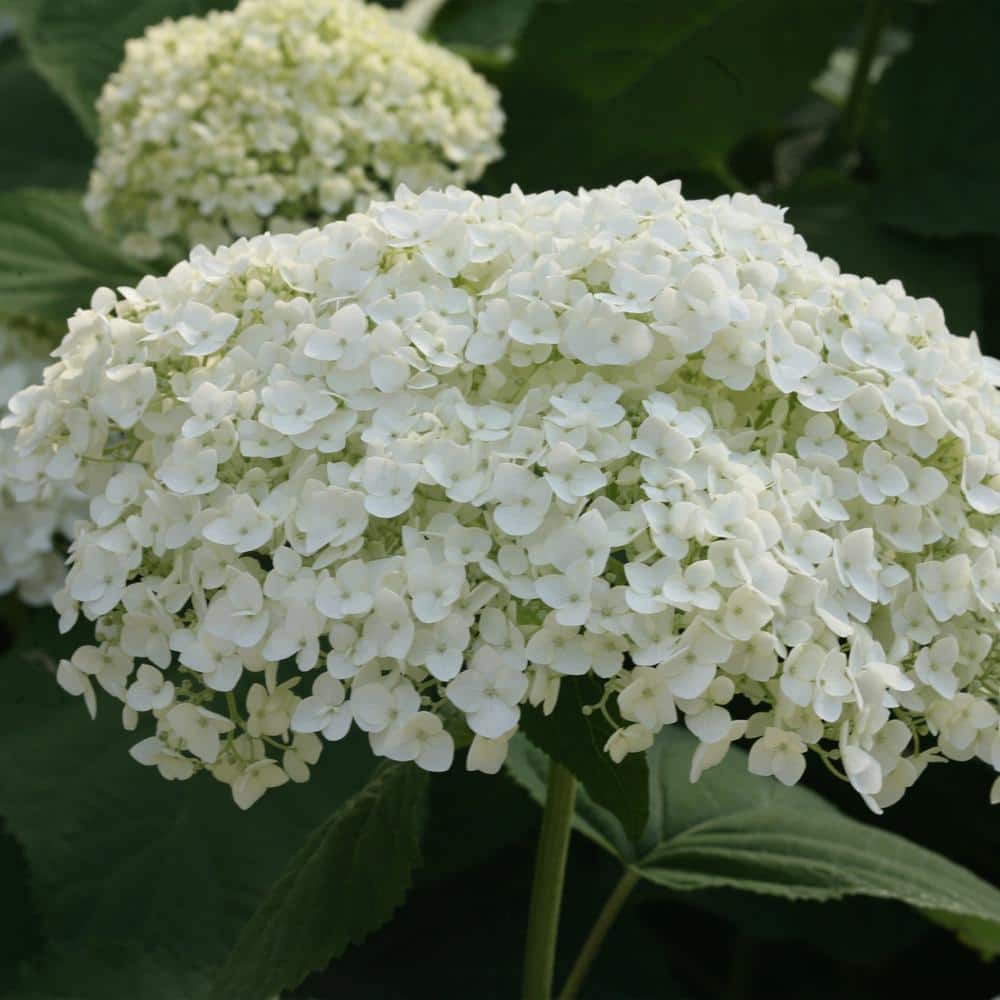 5 Gal. Incrediball Hydrangea Shrub with Enormous White Blooms - Hercitys