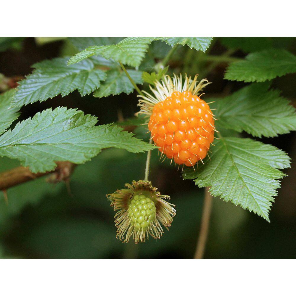 1 Gal. Salmonberry Native Shrub with Golden Sweet Fruit Similar to Raspberry - Hercitys