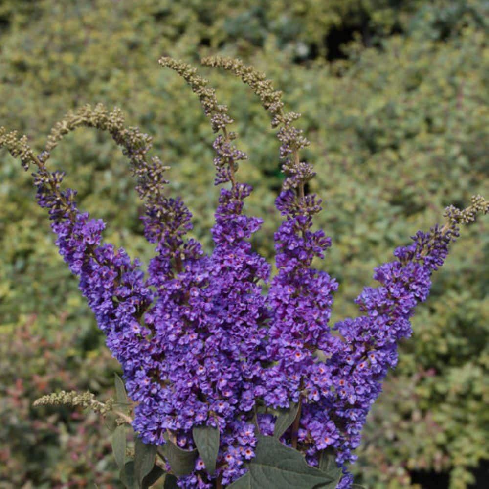 2 Gal. Lo & Behold Blue Chip Jr. Butterfly Bush (Buddleia) Live Shrub with Purple Flowers - Hercitys