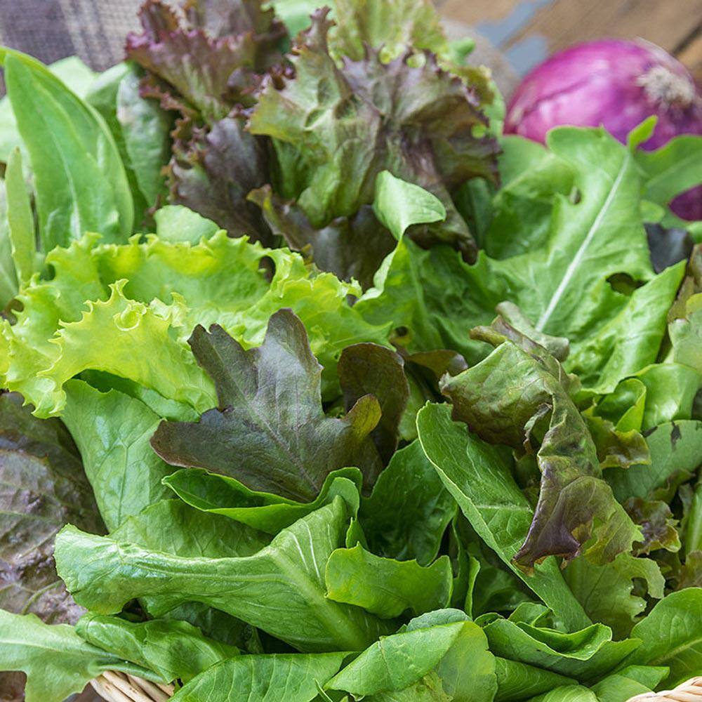 0.50 oz. Lettuce Premium Blend (Seed Packet) - Hercitys