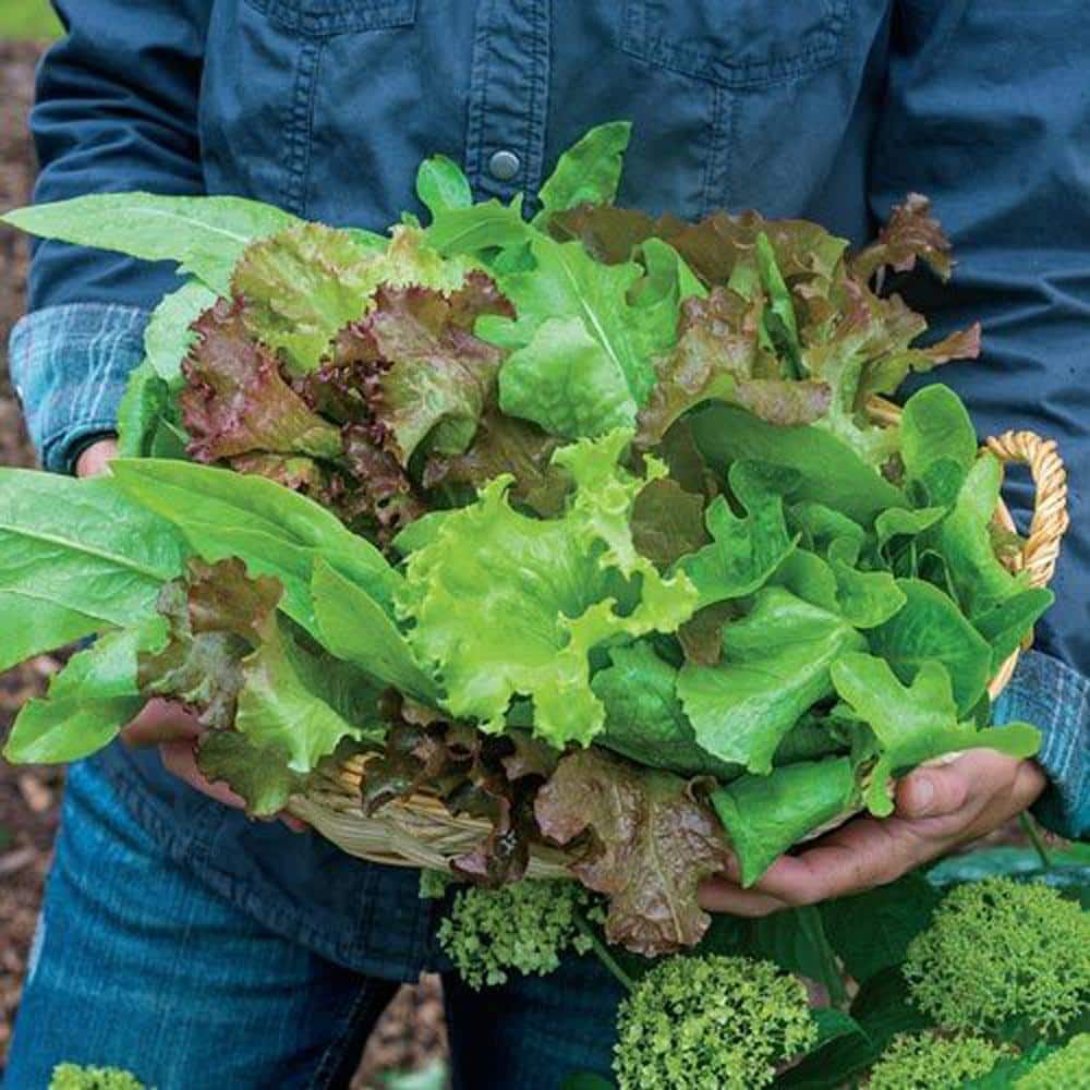 0.50 oz. Lettuce Premium Blend (Seed Packet) - Hercitys