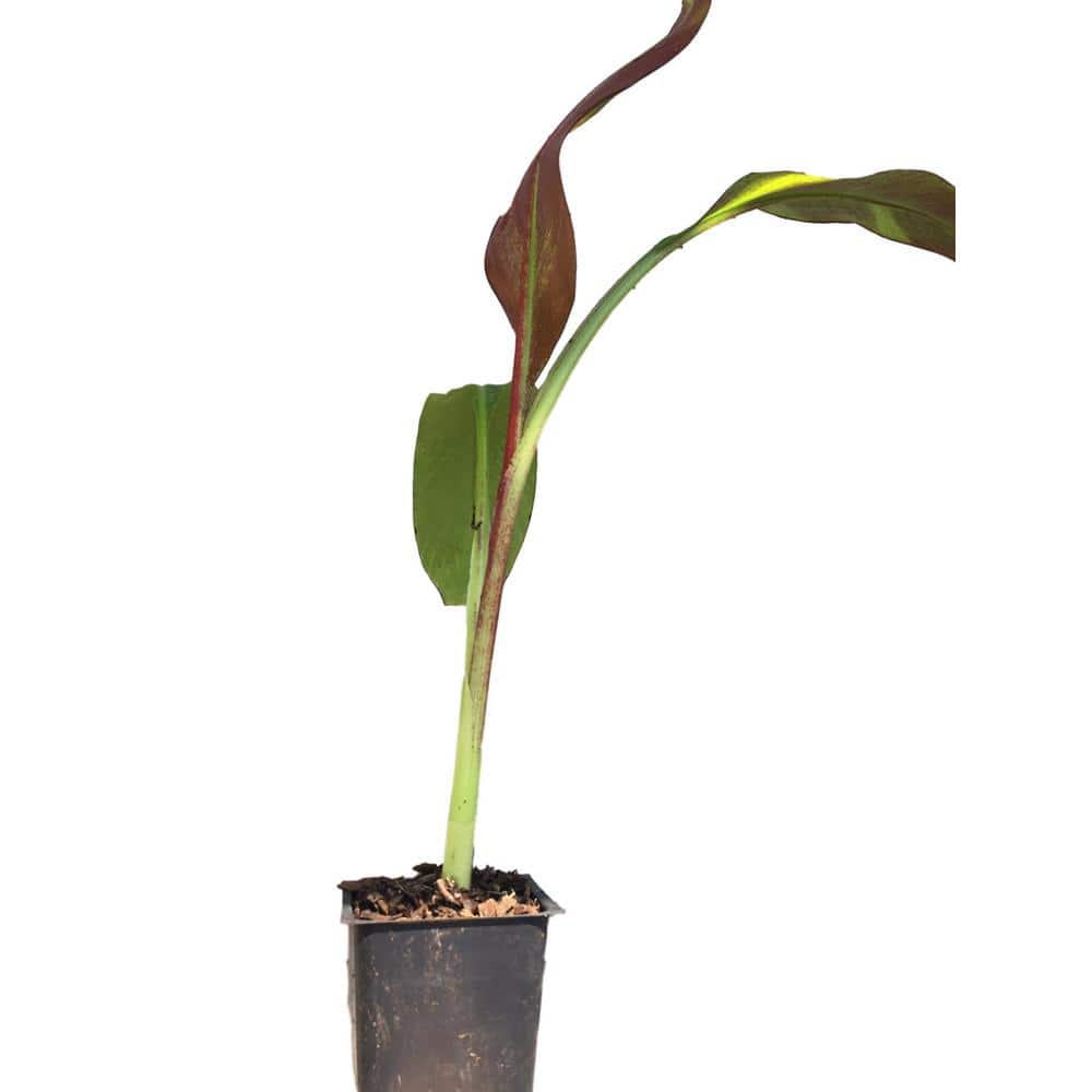 4 in. Red Abyssinian Banana Plant (3-Pack) - Hercitys