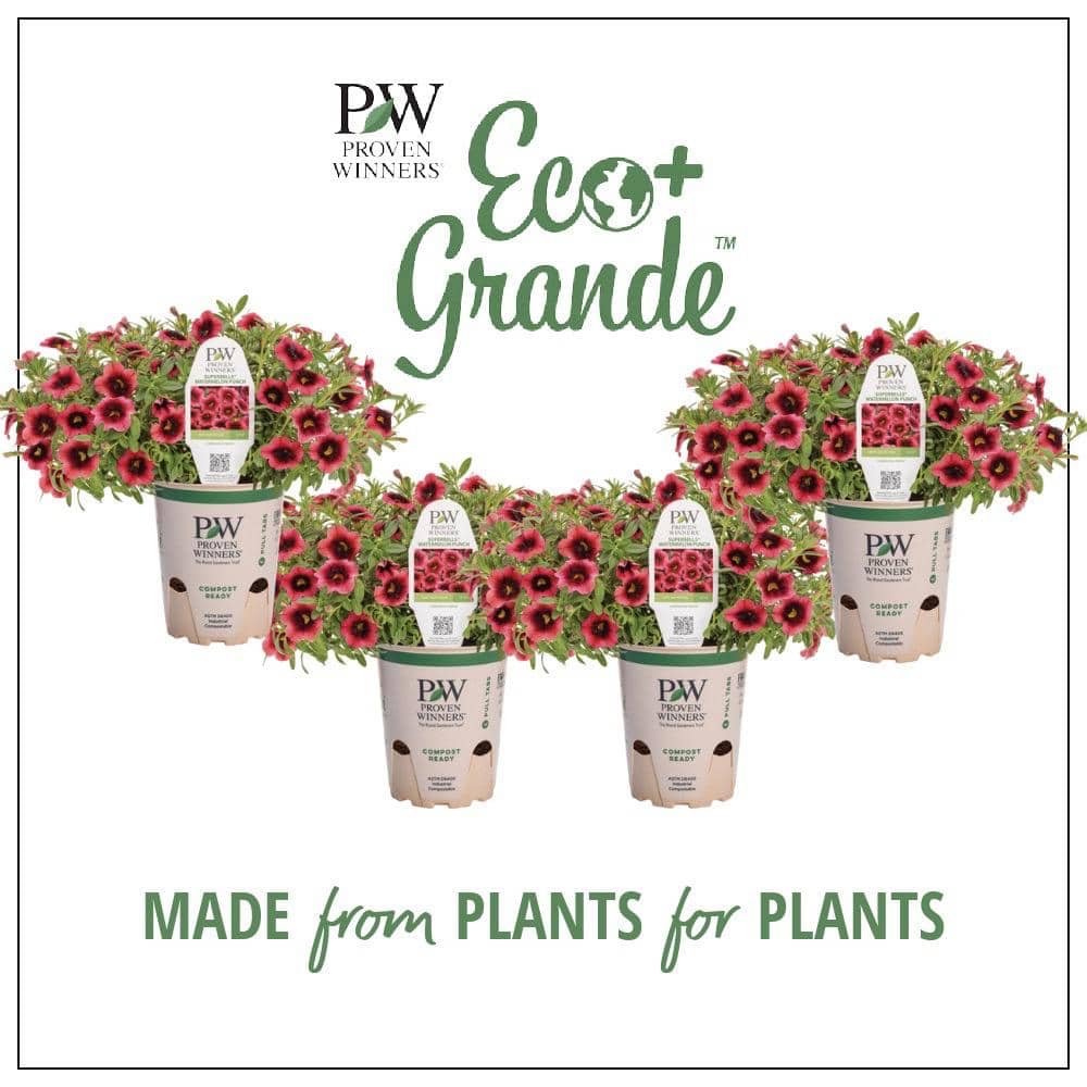 4.25 in. Eco+Grande Superbells Coral Pink Flowers Watermelon Punch (Calibrachoa) Live Plants (4-Pack) - Hercitys