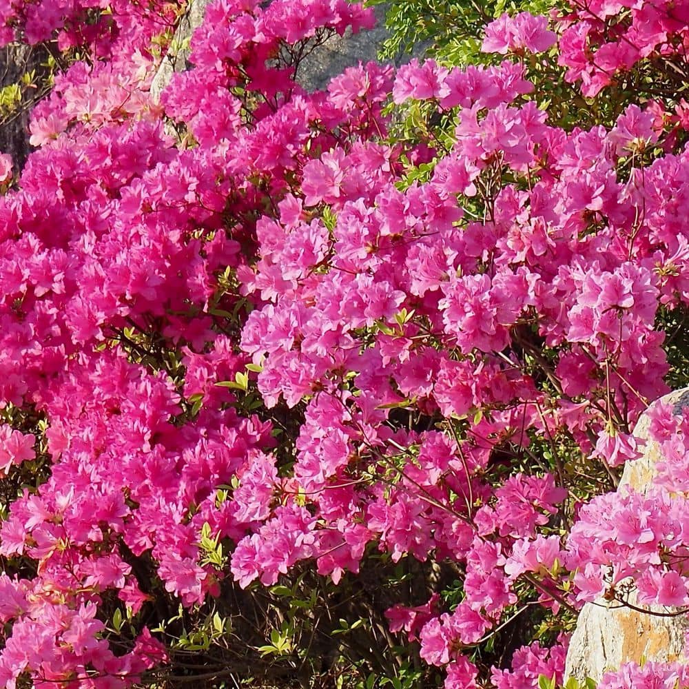 2.5 Quart Azalea ‘Pride of Mobile’ Flowering Shrub with Pink Flowers - Hercitys