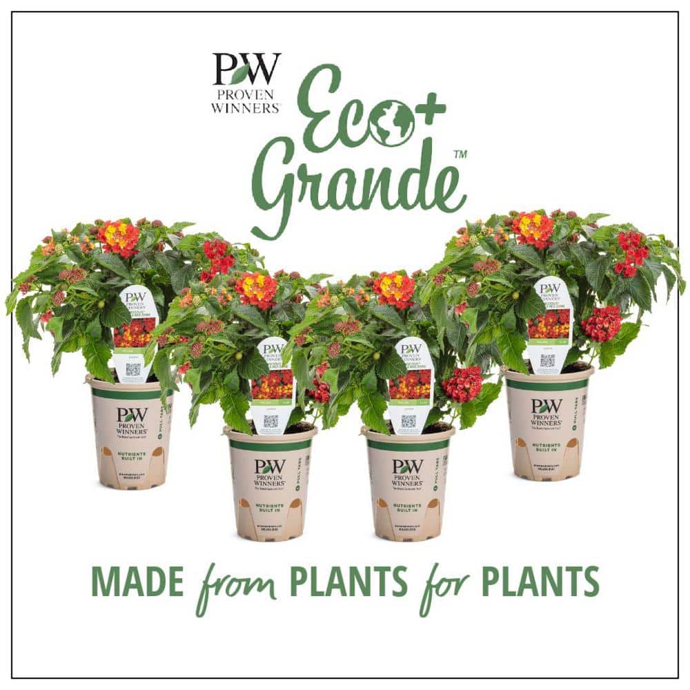 4.25 in. Eco+Grande Luscious Royale Red Zone (Lantana) Live Plant, Red Flowers (4-Pack) - Hercitys