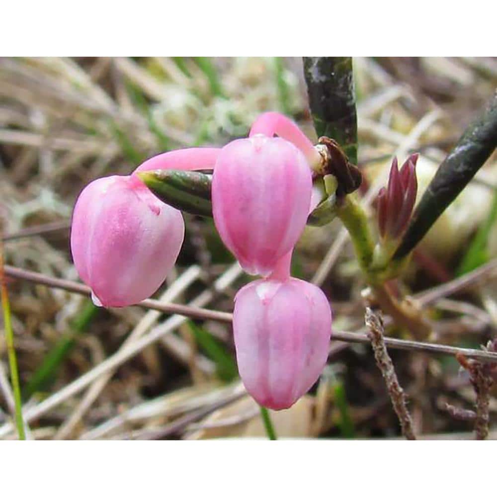 1.5 Gal. Bog Rosemary Andromeda Live Shrub with Pale Pink Flowers - Hercitys