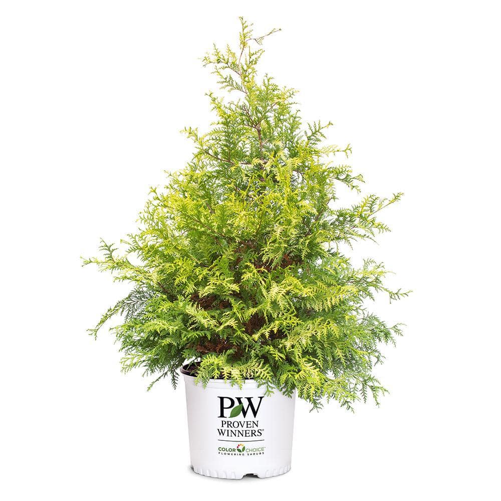 2 Gal. Soft Serve Gold False Cypress Shrub with Yellow-Gold Foliage - Hercitys