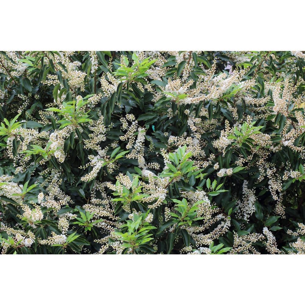 1 Gal. Portuguese Evergreen Laurel Shrub with Fragrant White Flowers and Small Red Cherries - Hercitys