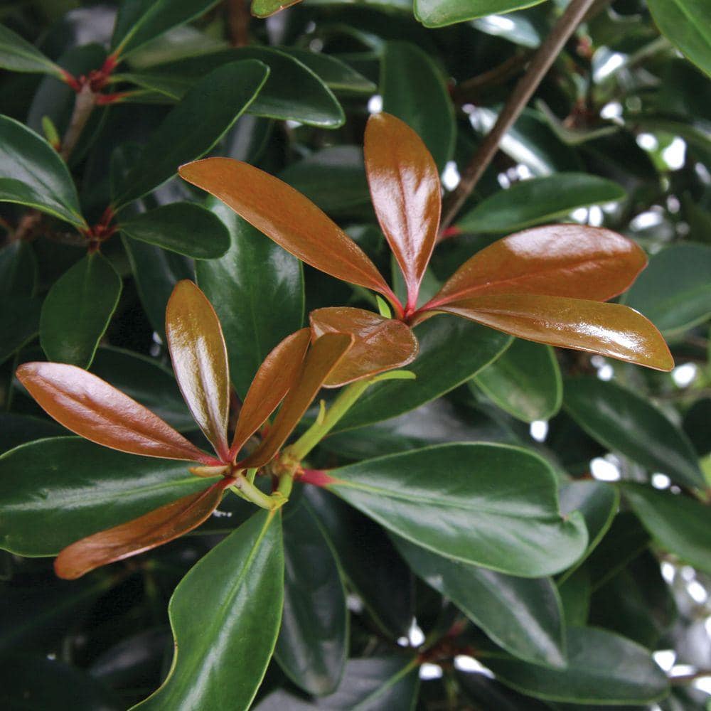 3 Gal. Leann Cleyera – Live Mid-Sized Evergreen Shrub, Glossy Foliage - Hercitys