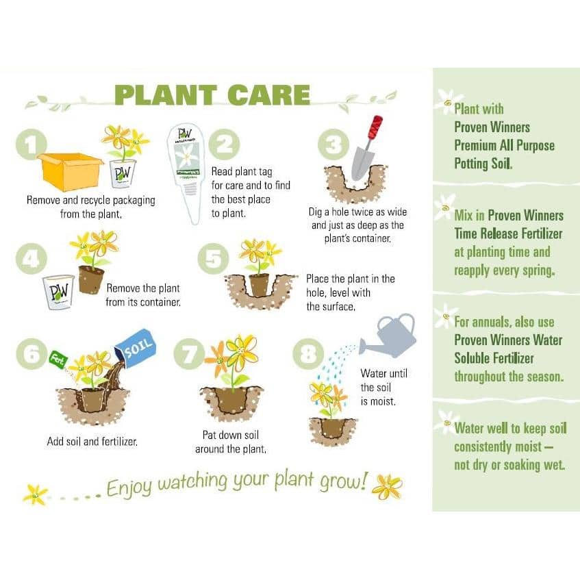 1 Gal. Royale. ‘Coffee Cups’ Live Annual Plant, Green Foliage (1-Pack) - Hercitys