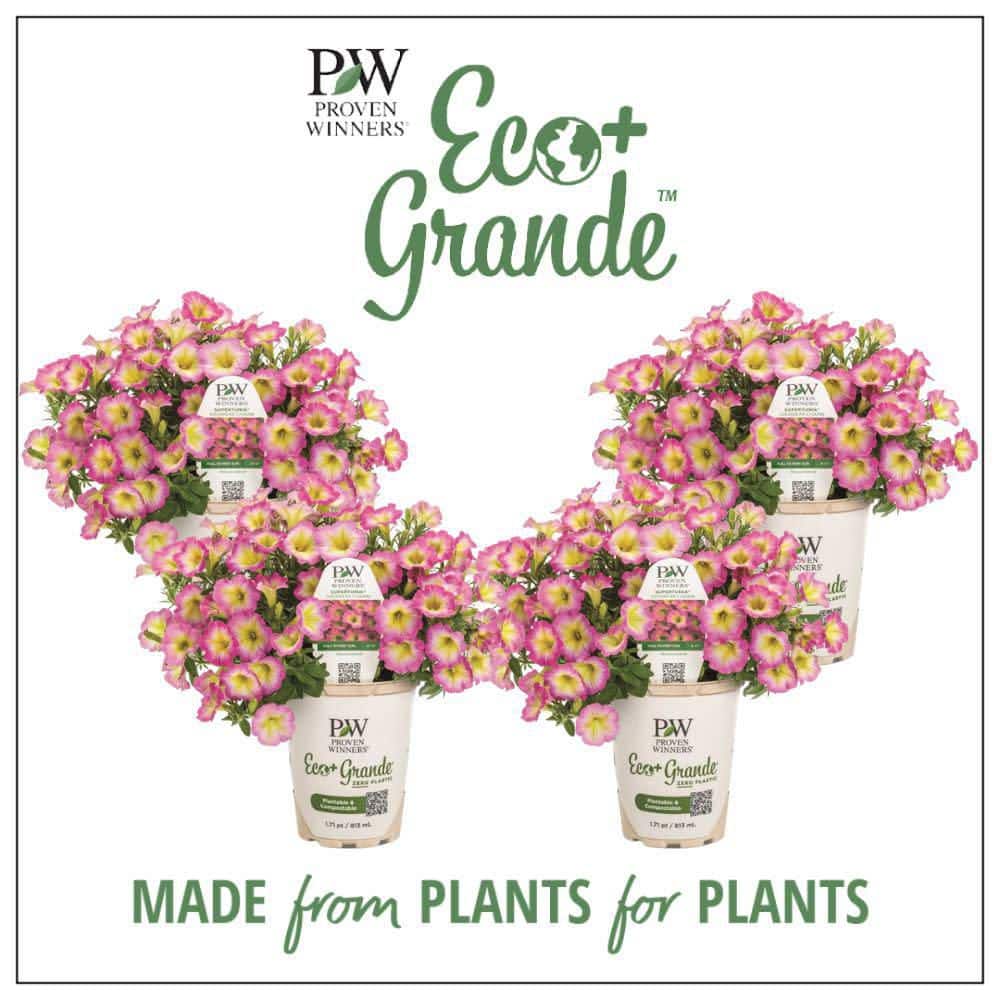4.25 in. Eco+ Grande Supertunia Daybreak Charm (Petunia Hybrid) Live Annual Plant with Pink Flowers 4-Pack - Hercitys