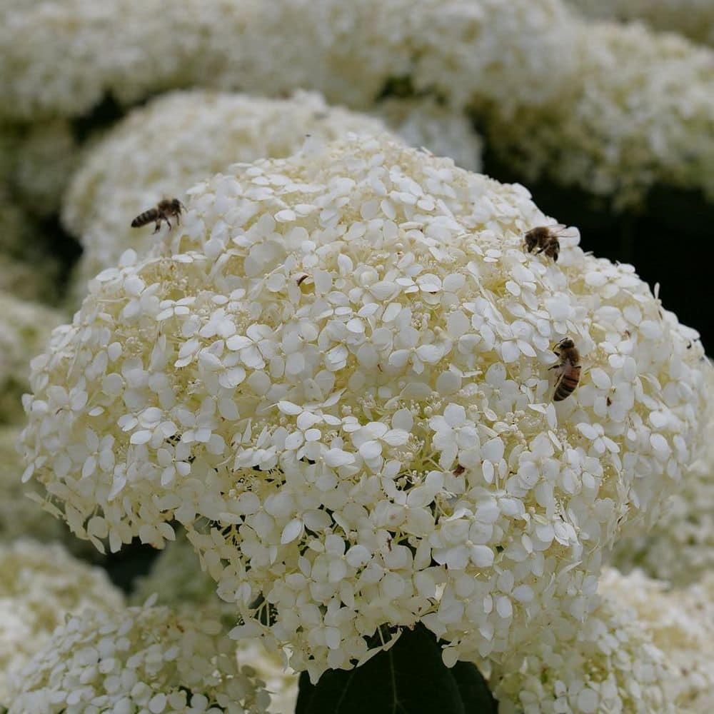 1 gal. Incrediball Storm Proof Smooth Hydrangea (Arborescens) Live Flowering Shrub with White to Green Flowers - Hercitys