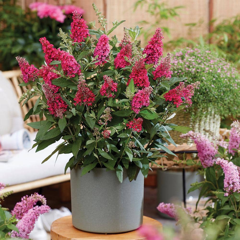 1.5 Gal. Lil’ Raspberry Butterfly Bush (Buddleia) Live Shrub Plant, Magenta Pink Flowers - Hercitys