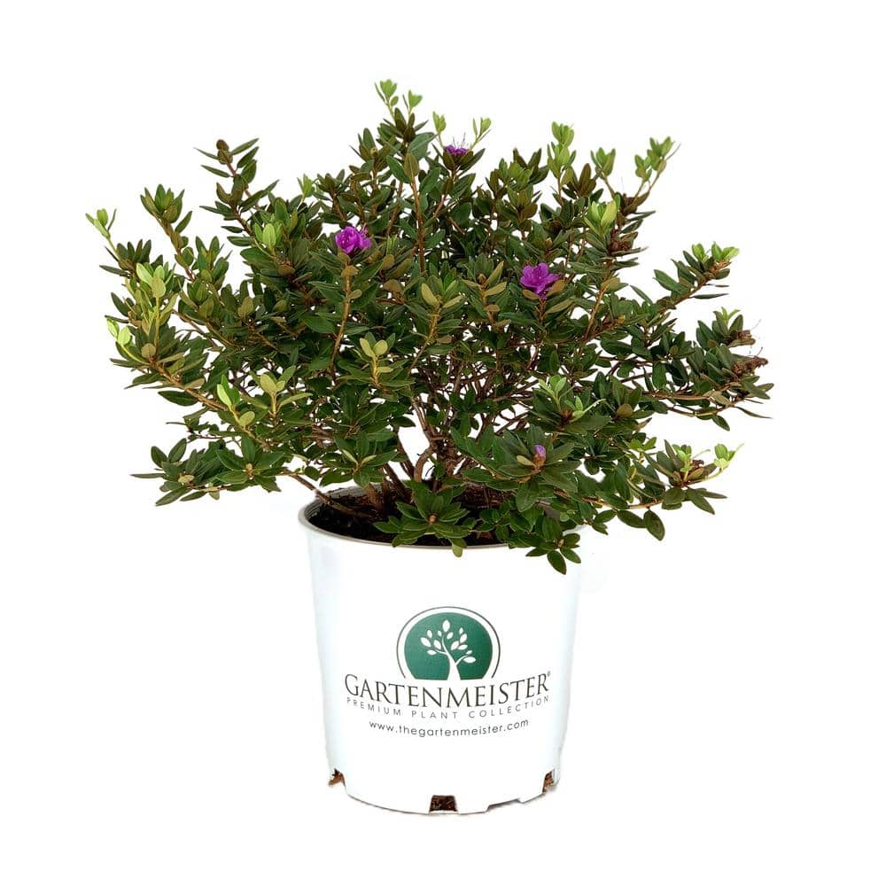 2.0 Gal Purple Gem Rhododendron (Rhododendron x ‘Purple Gem’) Purple Flowers 1-Each - Hercitys