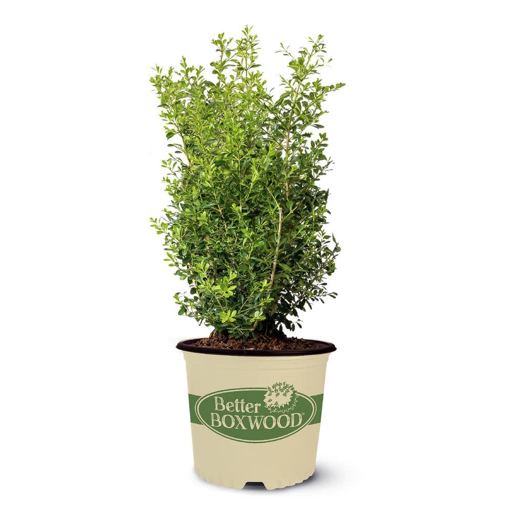 3 Gal. Skylight Boxwood Shrub - Hercitys