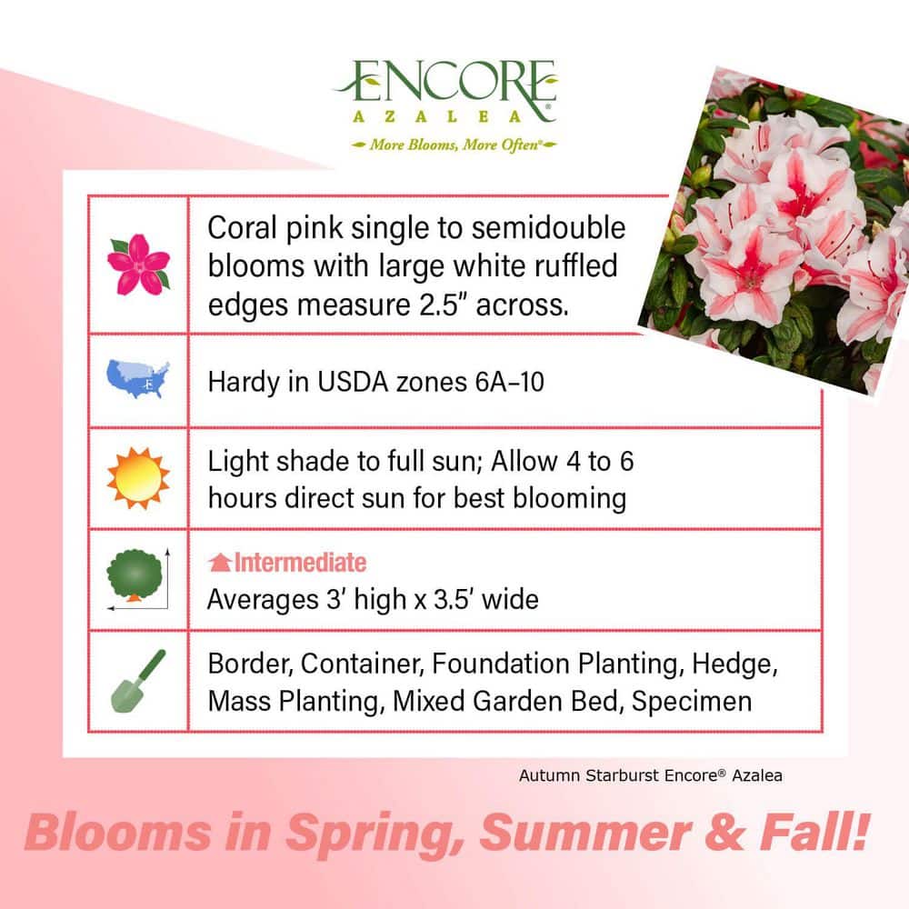 1 Gal. Autumn Starburst Encore Azalea Shrub with Coral Pink and White Reblooming Flowers - Hercitys