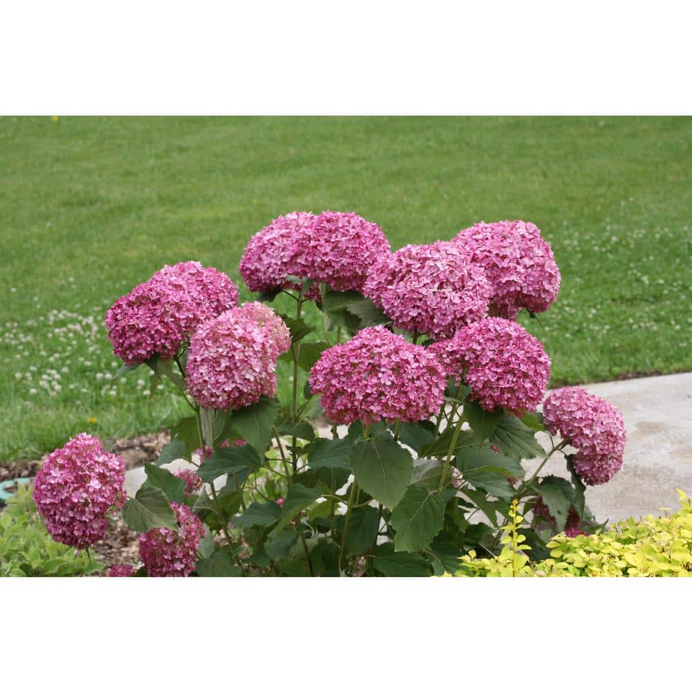 4.5 in. Qt. Invincibelle Mini Mauvette Smooth Hydrangea (Hydrangea arborescens) Live Shrub, Pink Flowers - Hercitys