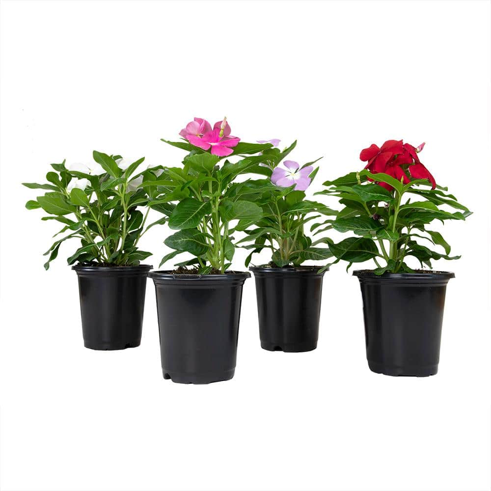 4 in. Vinca Perennial Plant Assorted Colors (4-Pack) - Hercitys