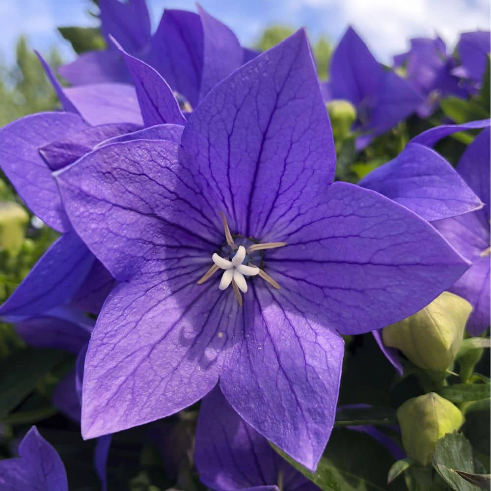 2 Qt. Platycodon Twinkle Blue Perennial Plant (3-Pack) - Hercitys