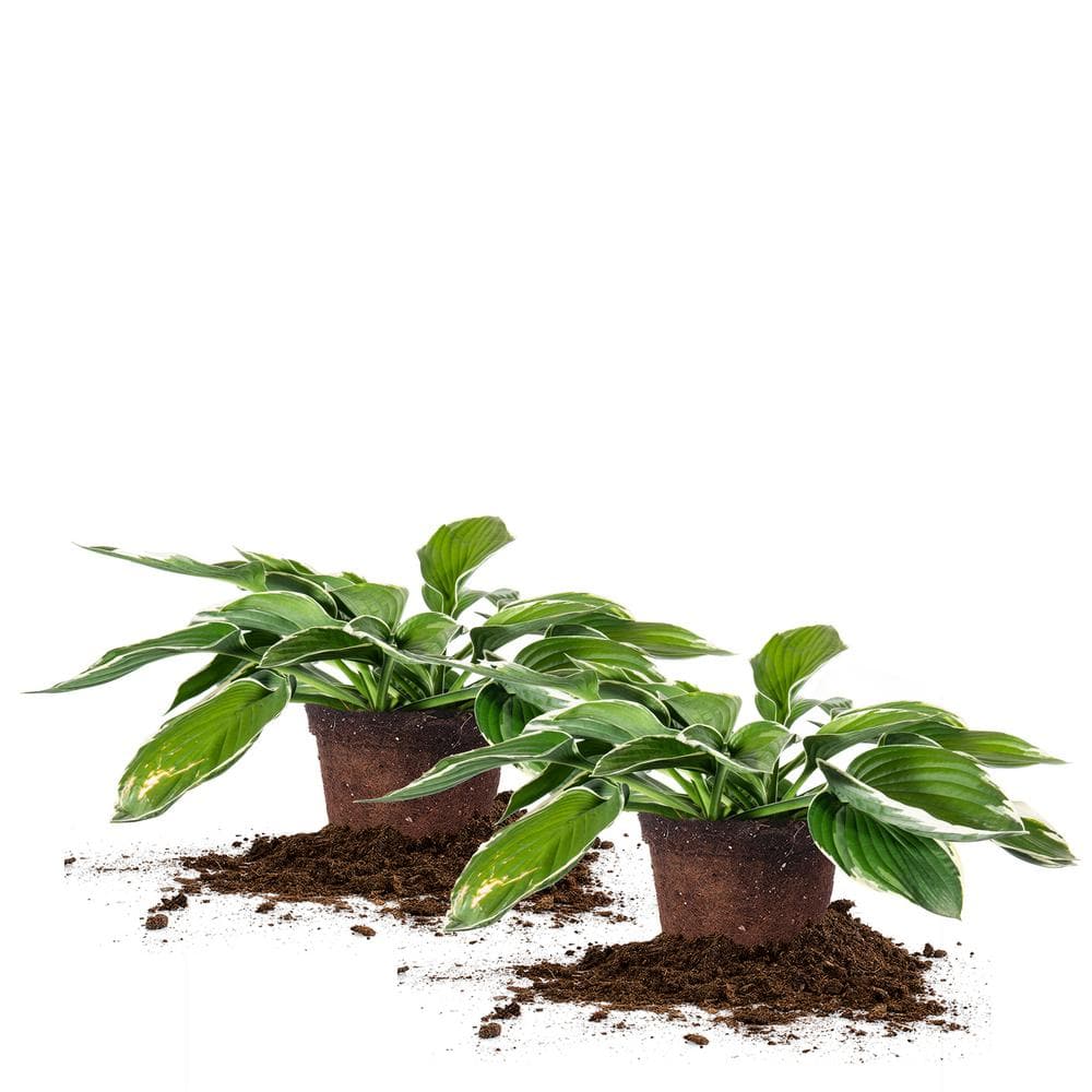 1 Gal. Francee Hosta Shrub (2-Pack) - Hercitys
