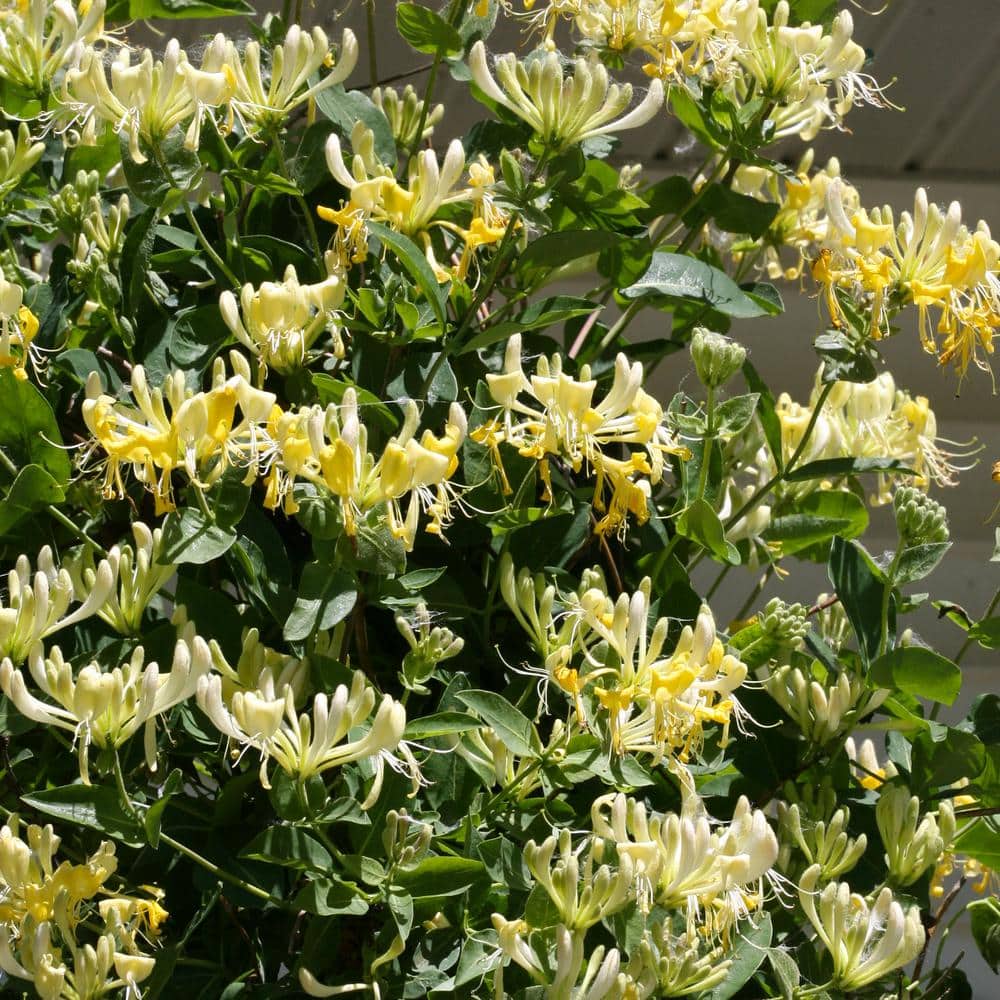 4.5 in. Qt. Scentsation Honeysuckle (Lonicera) Live Vine Shrub with Yellow Flowers and Red Berries - Hercitys
