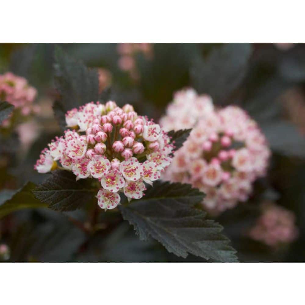 2.0 Gallon Summer Wine Ninebark (Physocarpus Opulifolius ‘Summer Wine’) Shrub with White Flowers 1-Each - Hercitys