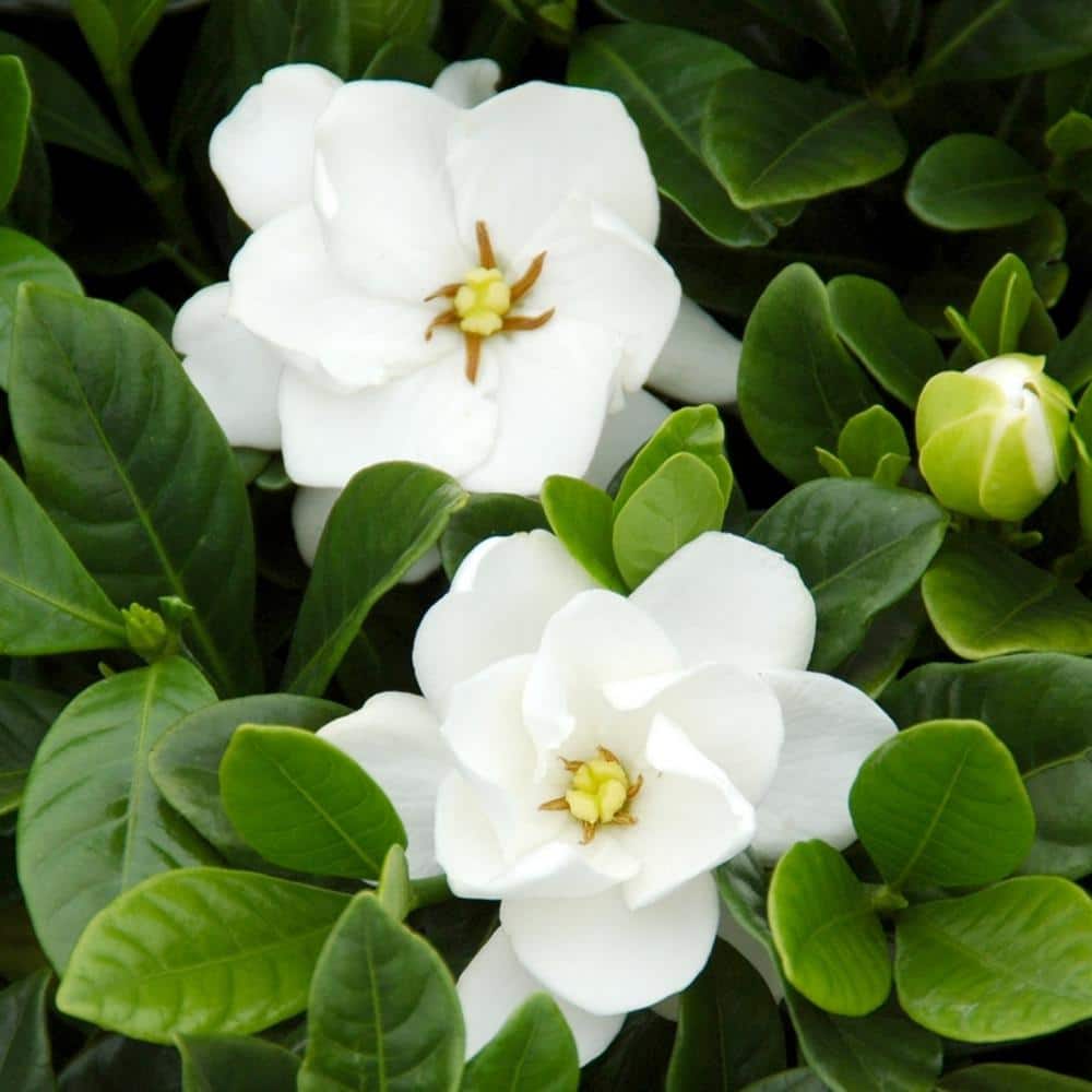 2.5 qt. Gardenia Buttons Flowering Shrub with White Flowers - Hercitys