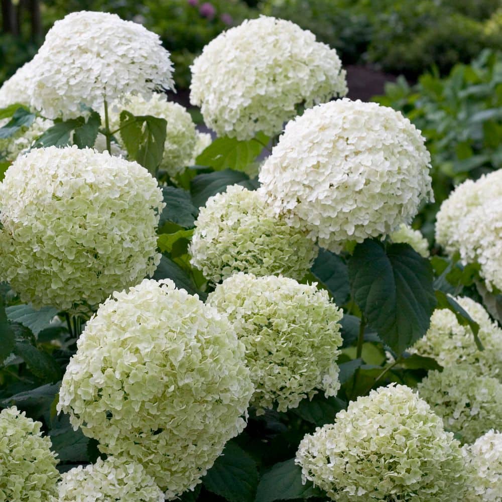 1 Gal. Incrediball Smooth Hydrangea (Arborescens) Live Shrub, Green to White Flowers - Hercitys