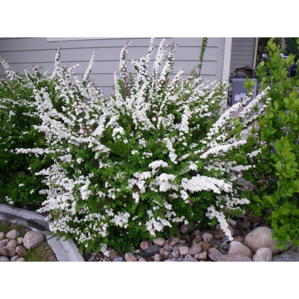 1 Gal. Bridal Wreath Spirea Flowering Shrub with Cascading White Flowers - Hercitys